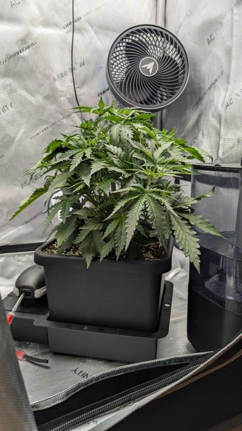 Sour Black Cherry Haze F2  by Speedrun. Week 4 - 11.08. Tag 22