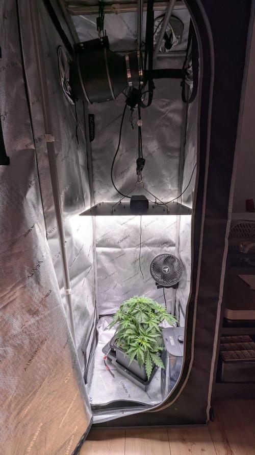 Sour Black Cherry Haze F2  by Speedrun. Week 4 - 11.08. Tag 22