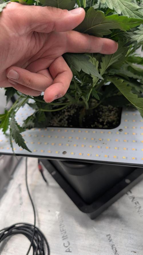 Sour Black Cherry Haze F2  by Speedrun. Week 4 - 13.08. Tag 24, under canopy Licht installiert