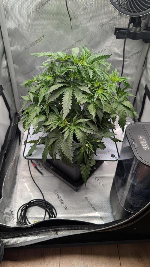 Sour Black Cherry Haze. Week 4