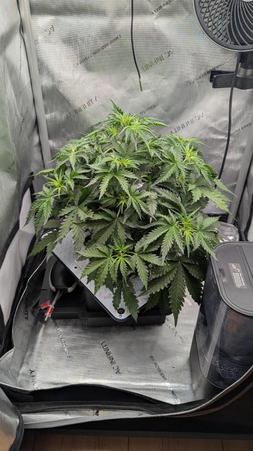 Sour Black Cherry Haze. Week 4