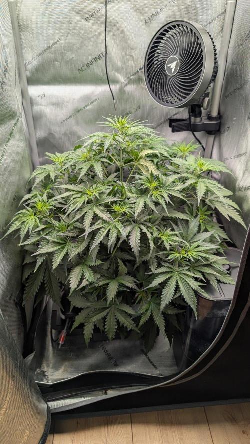 Sour Black Cherry Haze F2  by Speedrun. Week 5 - 18.08. Tag 29