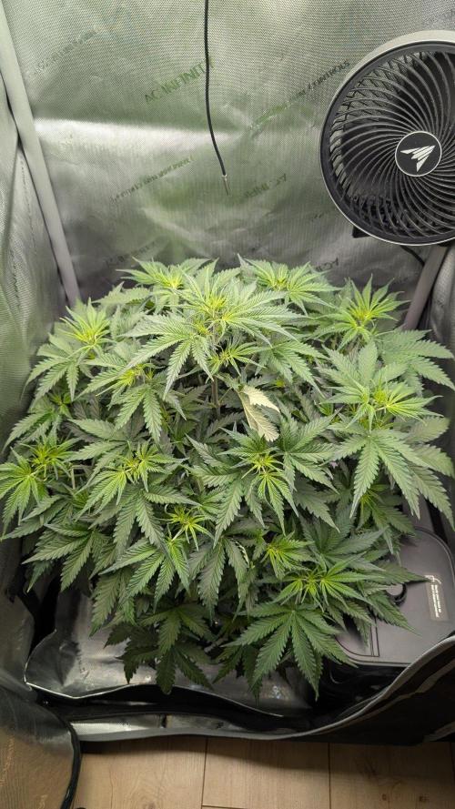 Sour Black Cherry Haze F2  by Speedrun. Week 5 - 18.08. Tag 29