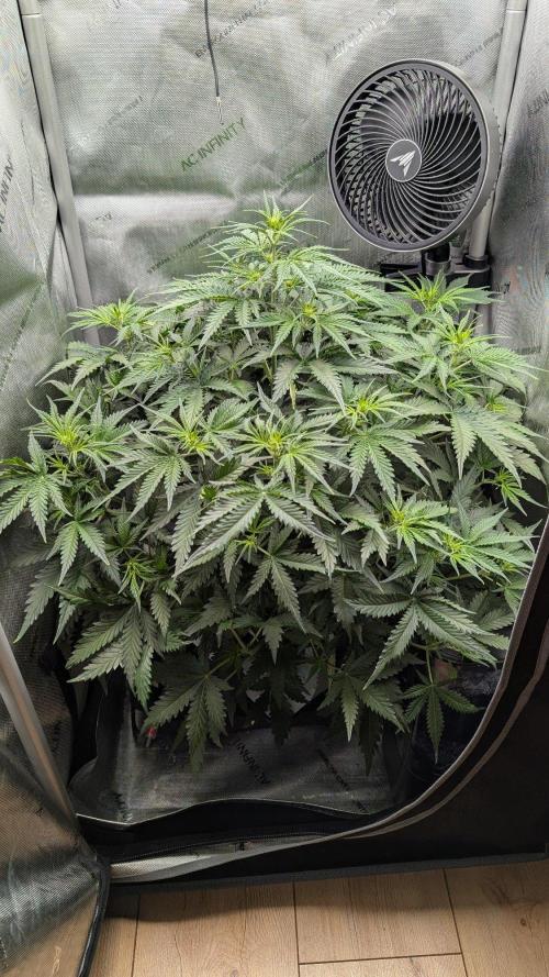Sour Black Cherry Haze F2  by Speedrun. Week 5 - 20.08. Tag 31