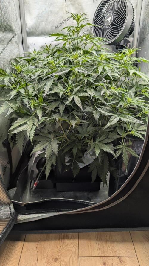 Sour Black Cherry Haze F2  by Speedrun. Week 5 - 20.08. Tag 31