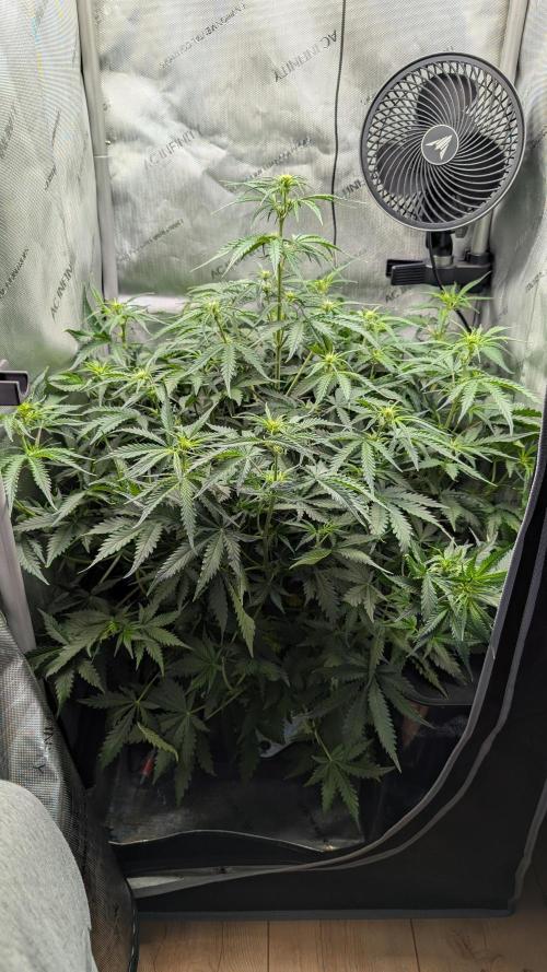 Sour Black Cherry Haze F2  by Speedrun. Week 5 - 24.08. Tag 35