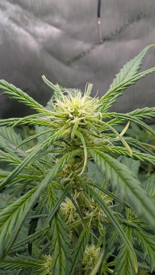 Sour Black Cherry Haze F2  by Speedrun. Week 6 - 25.08. Tag 36