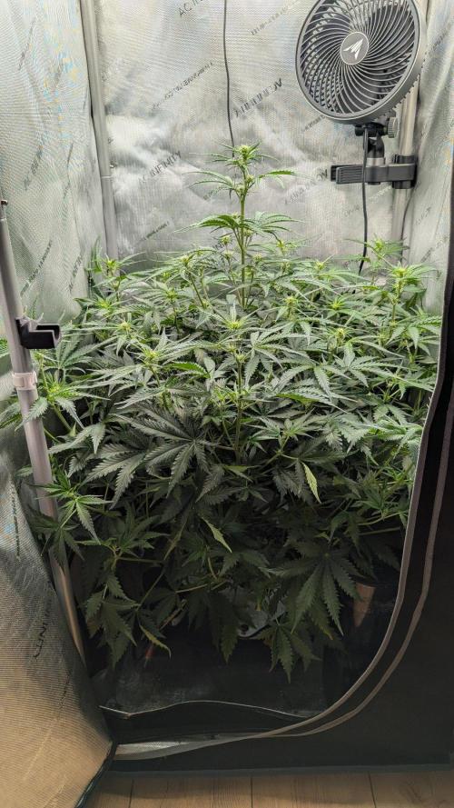Sour Black Cherry Haze F2  by Speedrun. Week 6 - 25.08. Tag 36