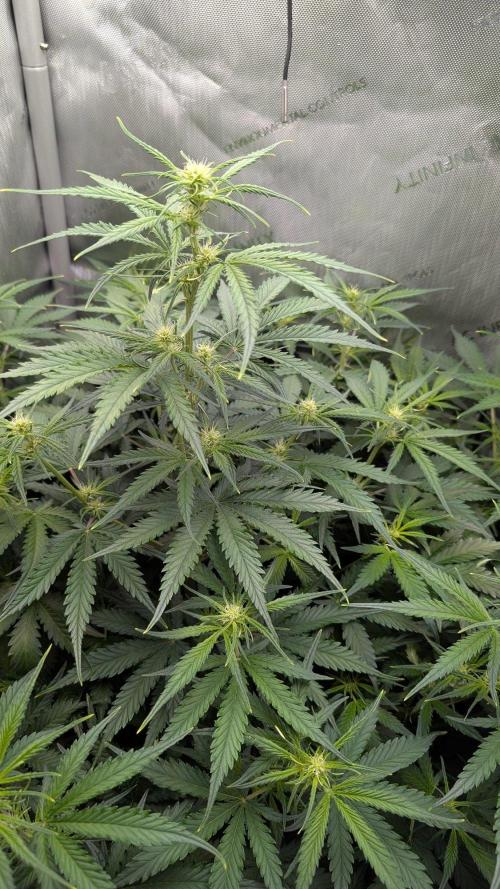 Sour Black Cherry Haze F2  by Speedrun. Week 6 - 25.08. Tag 36