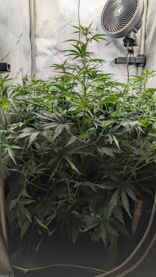 Sour Black Cherry Haze F2  by Speedrun. Week 6 - 25.08. Tag 36
