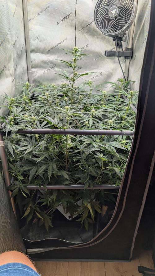 Sour Black Cherry Haze F2  by Speedrun. Week 6 - 28.08. Tag 39