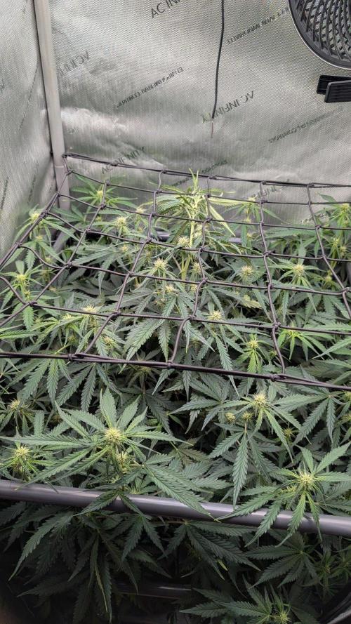 Sour Black Cherry Haze F2  by Speedrun. Week 6 - 29.08. Tag 40