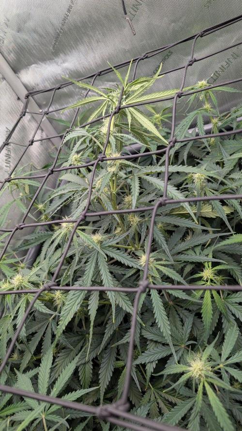 Sour Black Cherry Haze F2  by Speedrun. Week 6 - 29.08. Tag 40