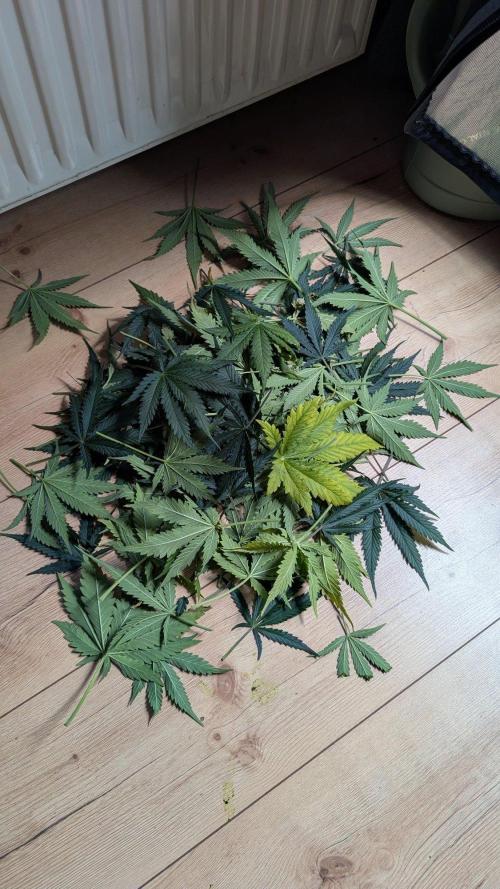Sour Black Cherry Haze F2  by Speedrun. Week 6 - 31.08. Tag 42