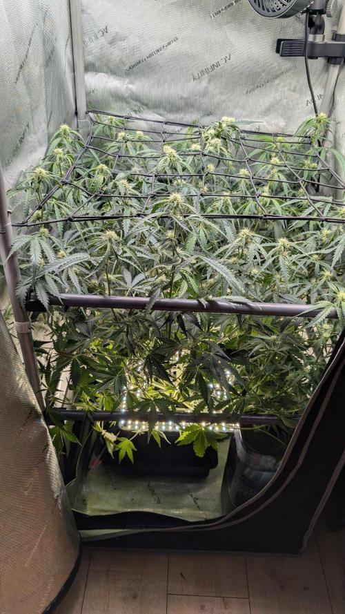 Sour Black Cherry Haze F2  by Speedrun. Week 6 - 31.08. Tag 42