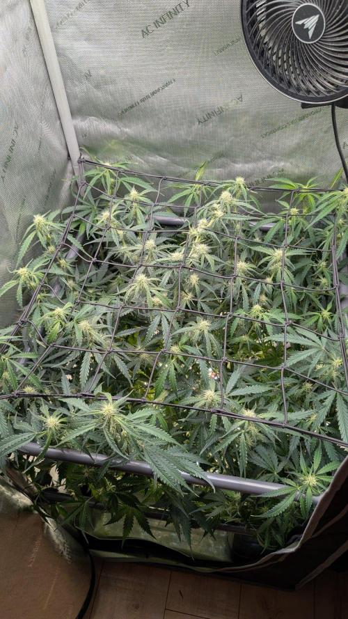 Sour Black Cherry Haze F2  by Speedrun. Week 6 - 31.08. Tag 42