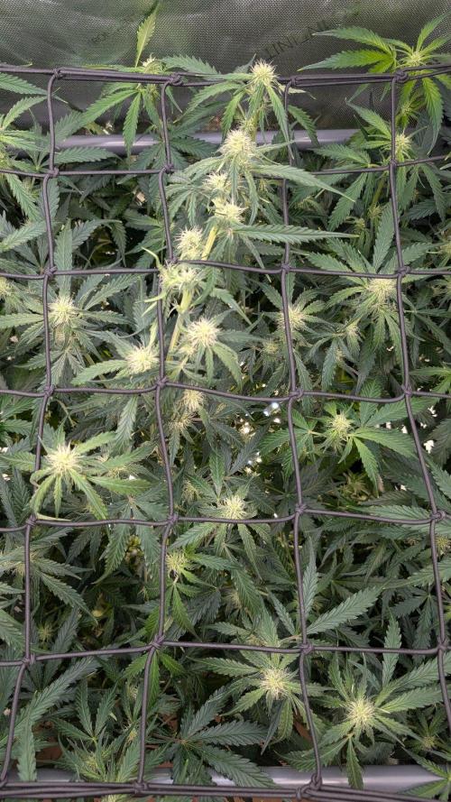Sour Black Cherry Haze F2  by Speedrun. Week 6 - 31.08. Tag 42