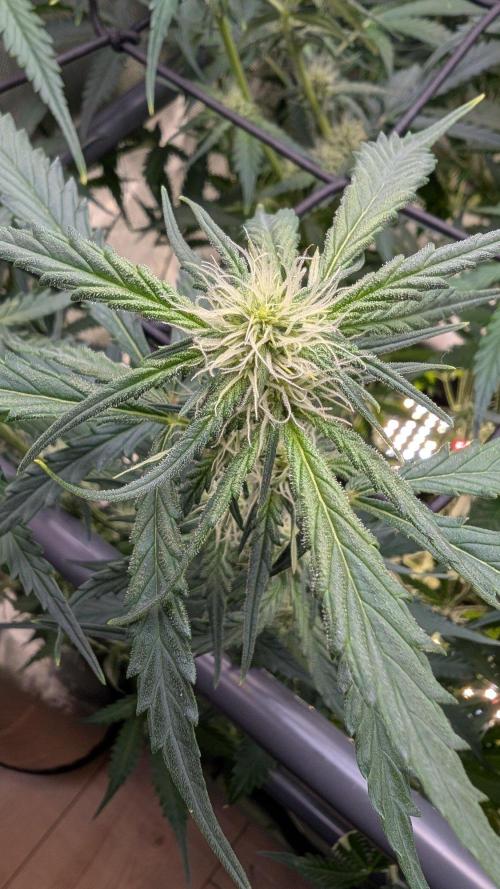 Sour Black Cherry Haze F2  by Speedrun. Week 7 - 01.09. Tag 43