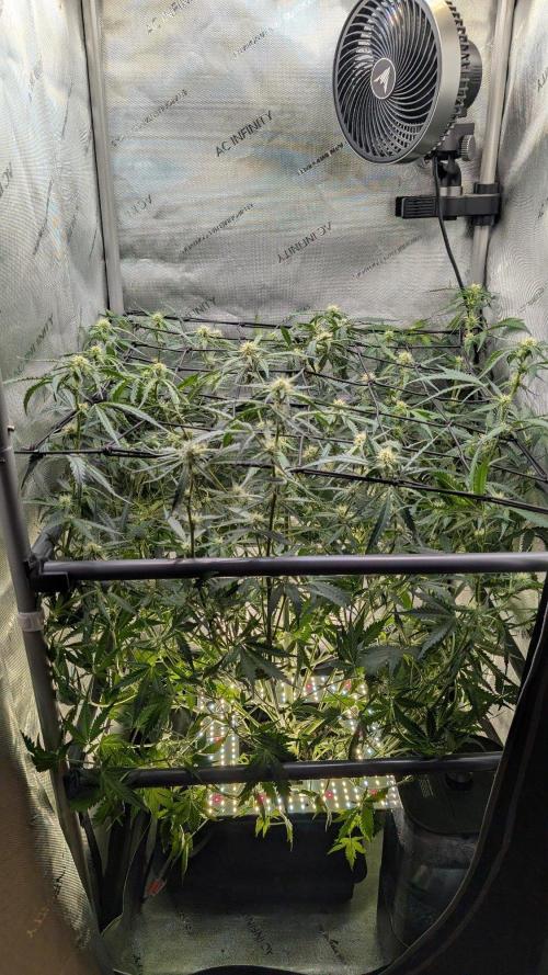 Sour Black Cherry Haze F2  by Speedrun. Week 7 - 01.09. Tag 43