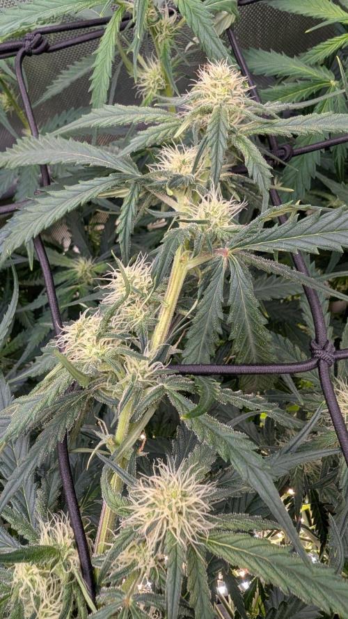 Sour Black Cherry Haze F2  by Speedrun. Week 7 - 01.09. Tag 43