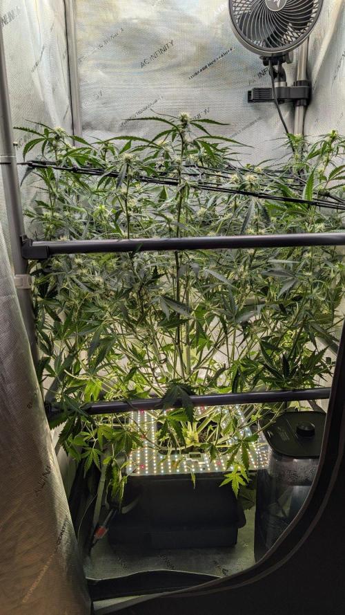 Sour Black Cherry Haze F2  by Speedrun. Week 7 - 01.09. Tag 43