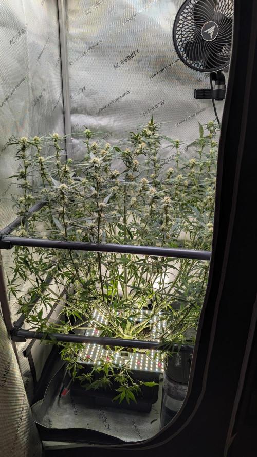 Sour Black Cherry Haze F2  by Speedrun. Week 7 - 04.09. Tag 46