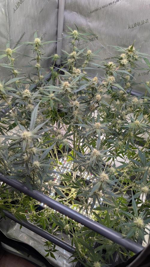Sour Black Cherry Haze Auto. Week 7