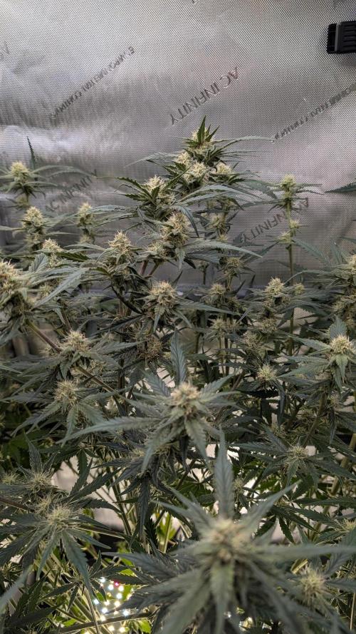 Sour Black Cherry Haze F2  by Speedrun. Week 8 - 08.09. Tag 50