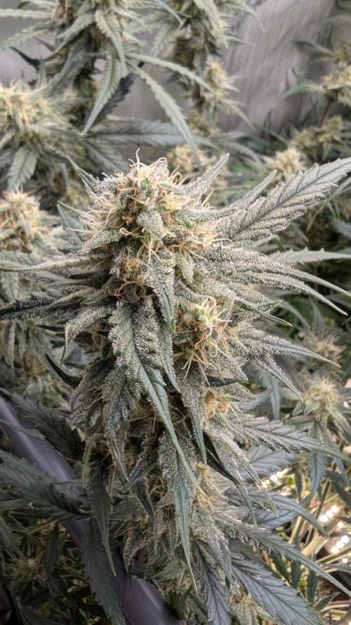 Sour Black Cherry Haze F2  by Speedrun. Week 9 - 17.09. Tag 59