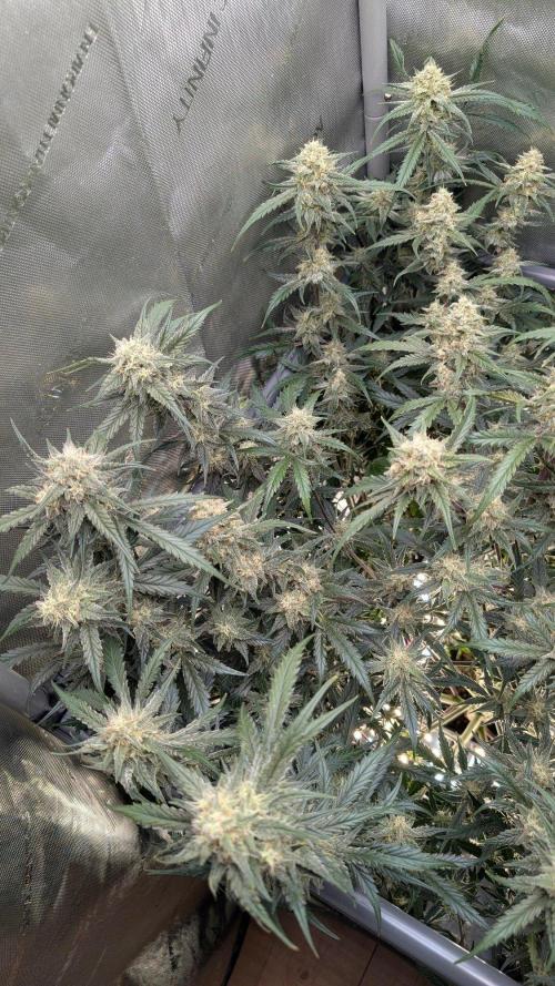 Sour Black Cherry Haze F2  by Speedrun. Week 9 - 17.09. Tag 59