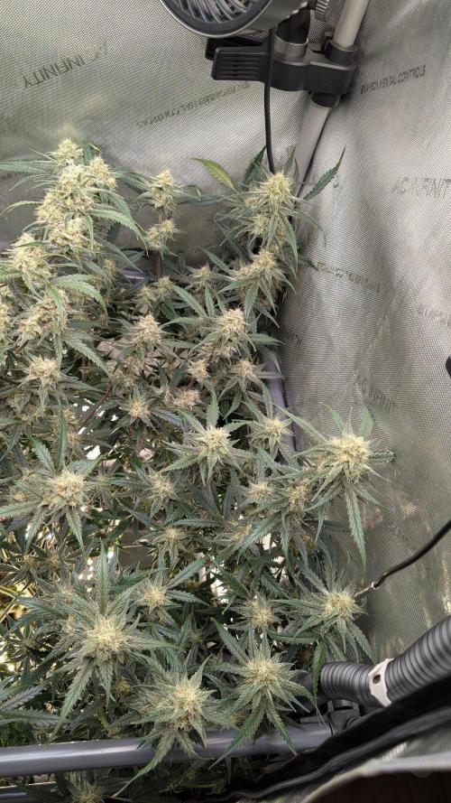 Sour Black Cherry Haze F2  by Speedrun. Week 9 - 17.09. Tag 59
