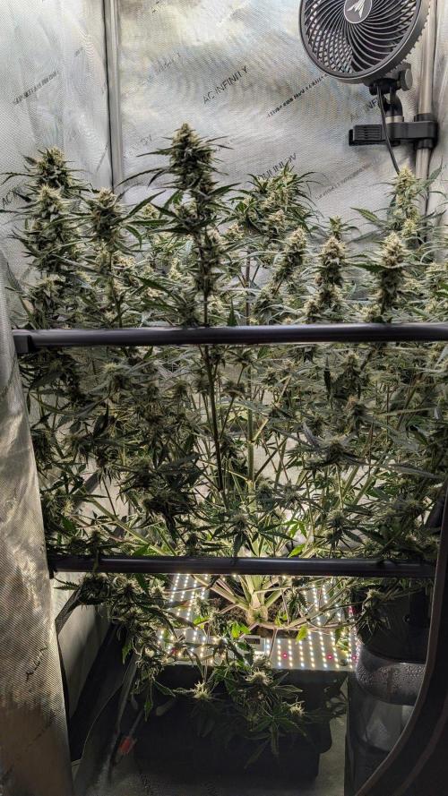 Sour Black Cherry Haze F2  by Speedrun. Week 9 - 17.09. Tag 59