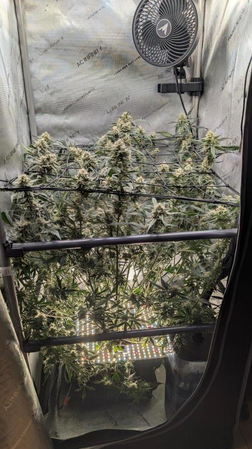 Sour Black Cherry Haze F2  by Speedrun. Week 9 - 17.09. Tag 59