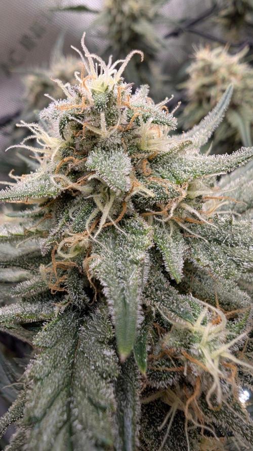 Sour Black Cherry Haze F2  by Speedrun. Week 9 - 17.09. Tag 59