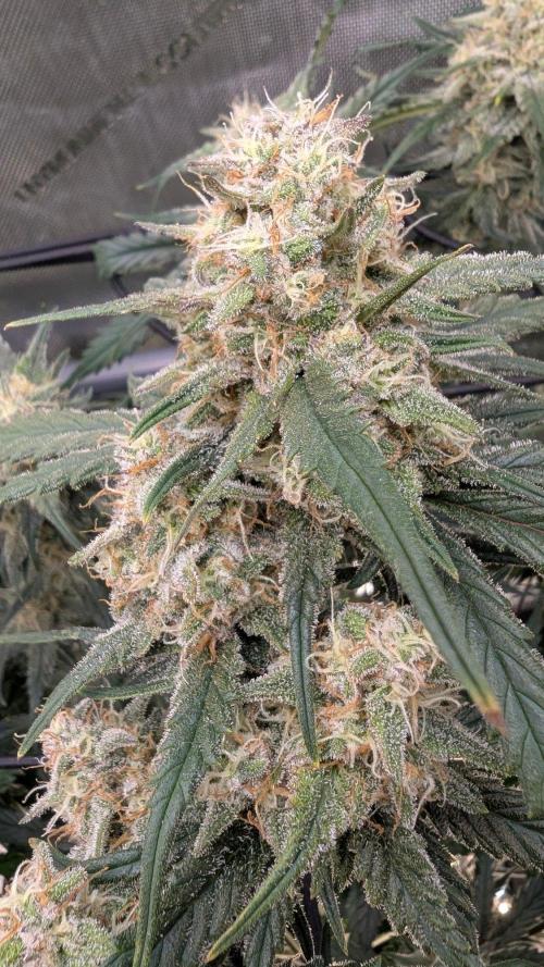 Sour Black Cherry Haze F2  by Speedrun. Week 9 - 17.09. Tag 59