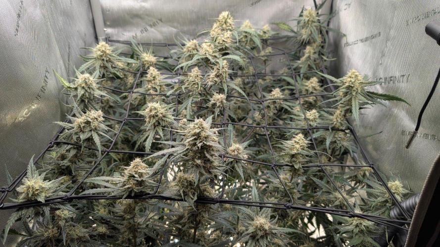 Sour Black Cherry Haze Auto. Week 9