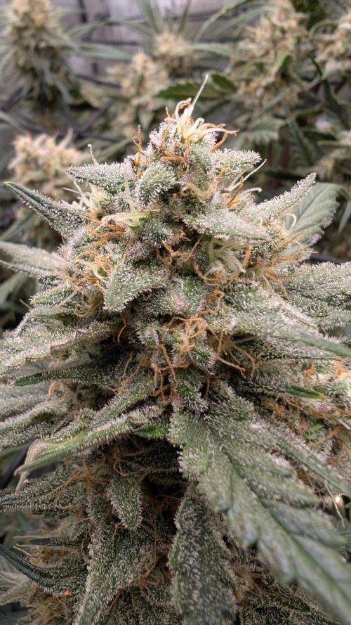 Sour Black Cherry Haze F2  by Speedrun. Week 10 - 22.09. Tag 64