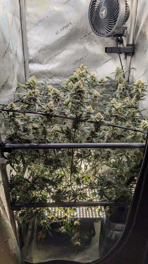 Sour Black Cherry Haze F2  by Speedrun. Week 10 - 22.09. Tag 64