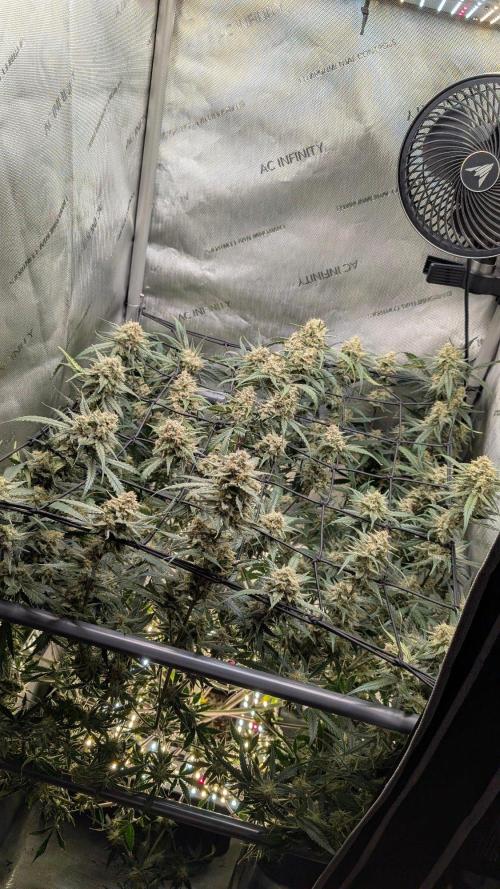Sour Black Cherry Haze F2  by Speedrun. Week 10 - 22.09. Tag 64