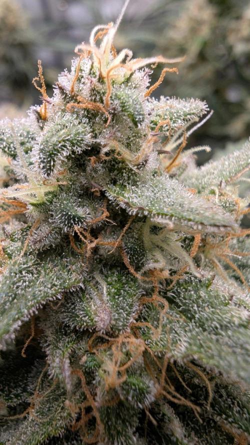 Sour Black Cherry Haze F2  by Speedrun. Week 10 - 22.09. Tag 64