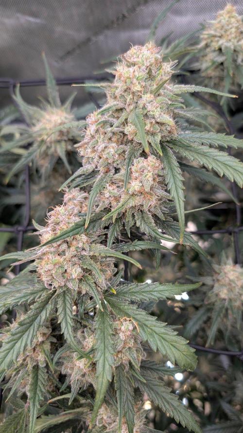 Sour Black Cherry Haze F2  by Speedrun. Week 10 - 22.09. Tag 64