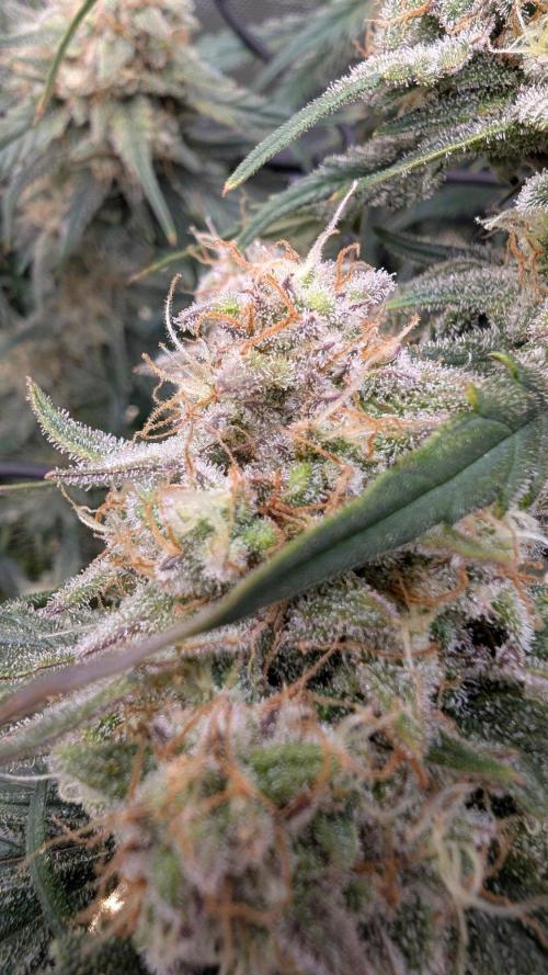 Sour Black Cherry Haze F2  by Speedrun. Week 10 - 22.09. Tag 64