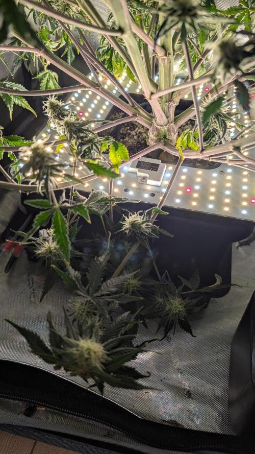 Sour Black Cherry Haze F2  by Speedrun. Week 10 - 22.09. Tag 64