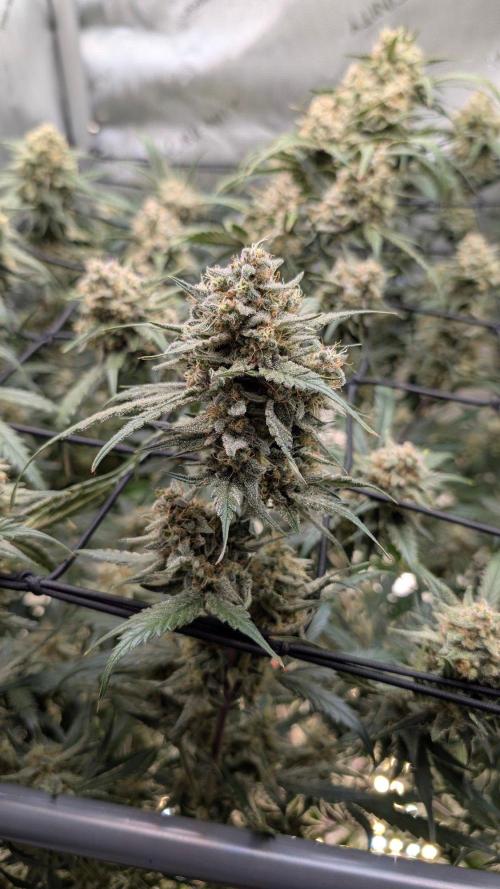 Sour Black Cherry Haze F2  by Speedrun. Week 10 - 26.09. Tag 68