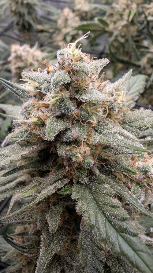 Sour Black Cherry Haze F2  by Speedrun. Week 10 - 26.09. Tag 68