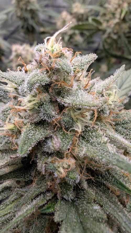 Sour Black Cherry Haze F2  by Speedrun. Week 10 - 26.09. Tag 68