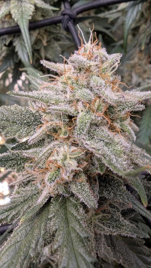 Sour Black Cherry Haze F2  by Speedrun. Week 10 - 26.09. Tag 68