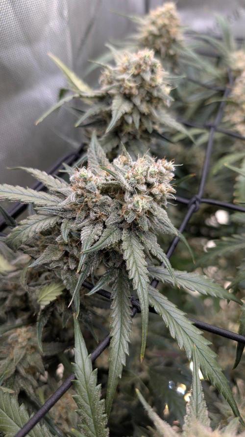 Sour Black Cherry Haze F2  by Speedrun. Week 10 - 26.09. Tag 68