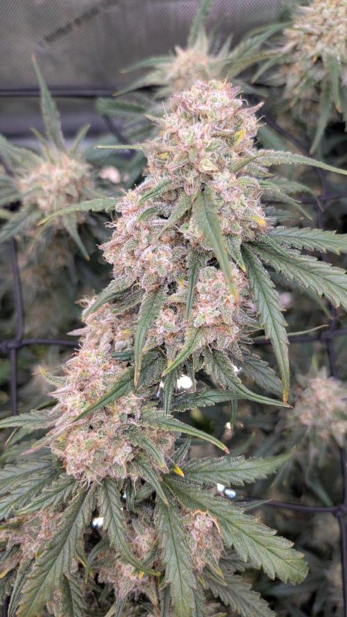 Sour Black Cherry Haze F2  by Speedrun. Week 10 - 26.09. Tag 68