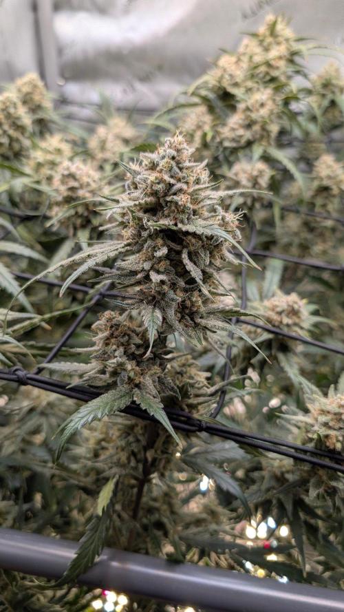 Sour Black Cherry Haze F2  by Speedrun. Week 11 - 29.09. Tag 71